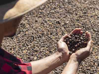 Il caffè, la bevanda che ti porta in paradiso e che fa vivere 125 milioni di persone