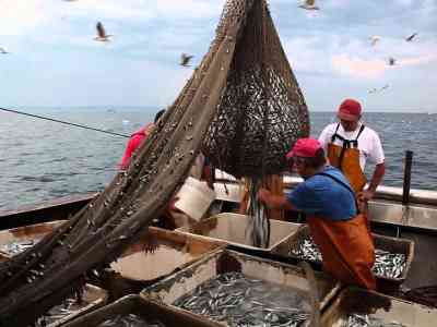 Pesce e pescatori a rischio estinzione se la sostenibilità non fa un tuffo in mare