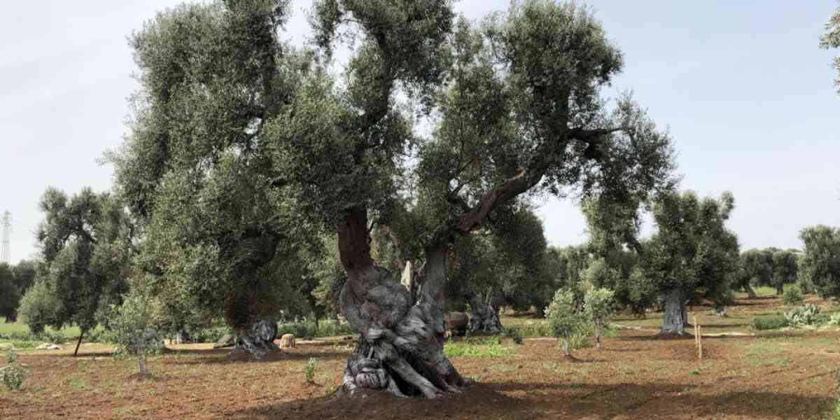Pace, armonia e saggezza tra le foglie di una pianta che amiamo: l’olivo