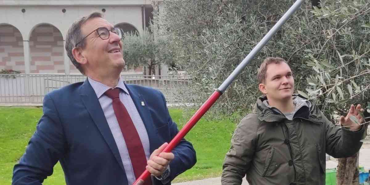 L’abilità di quei ragazzi nel raccogliere le olive