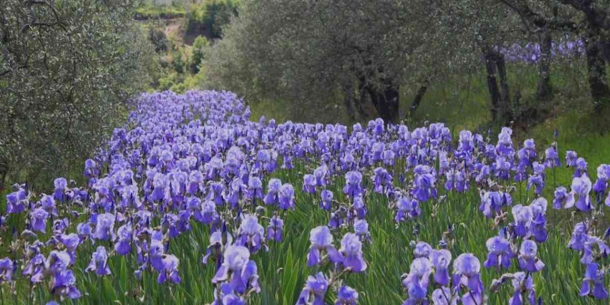 Le colline della Val Tramigna si coloreranno di blu iris