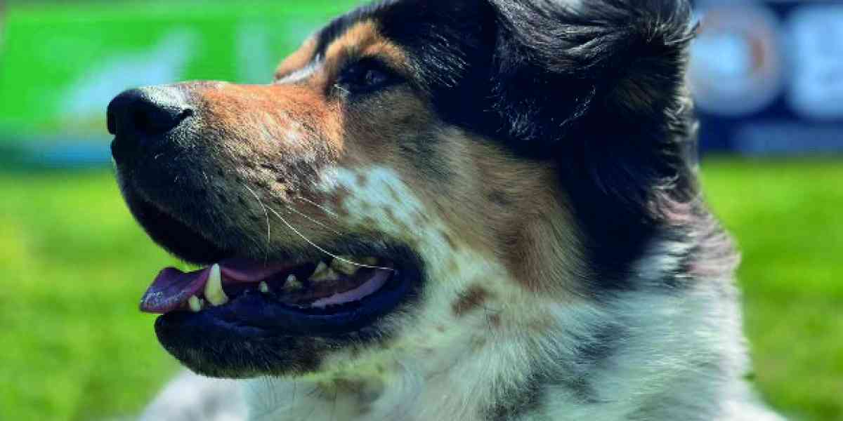 Il presentatore è un cane e vuole dare voce agli animali
