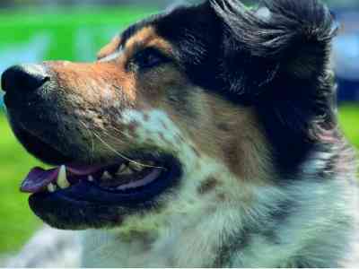 Il presentatore è un cane e vuole dare voce agli animali