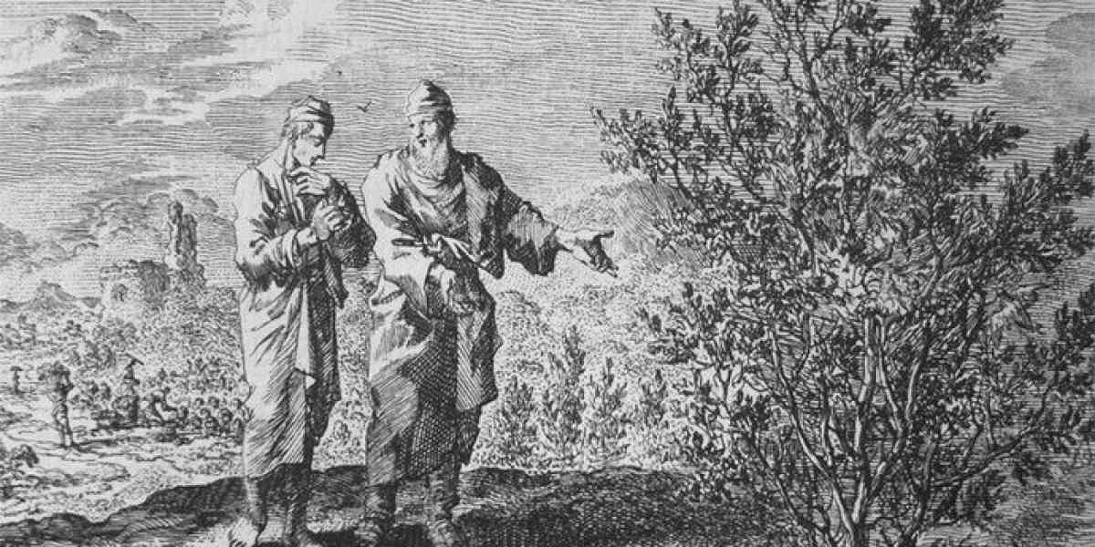 L’intrinseca forza dirompente  di una minuscola semente