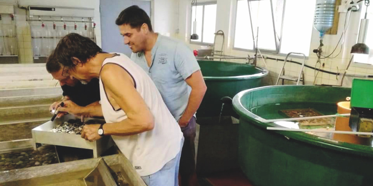 Pochi e con tanti “nemici": i pesci del Garda chiedono aiuto