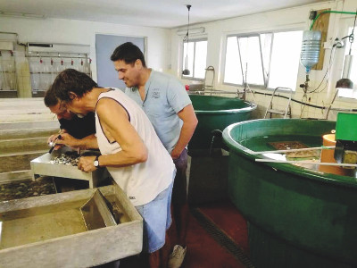 Pochi e con tanti “nemici": i pesci del Garda chiedono aiuto