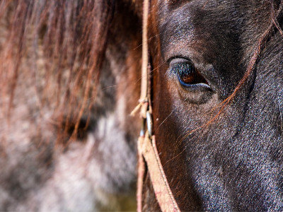 Andare oltre le sbarre, al galoppo verso il futuro