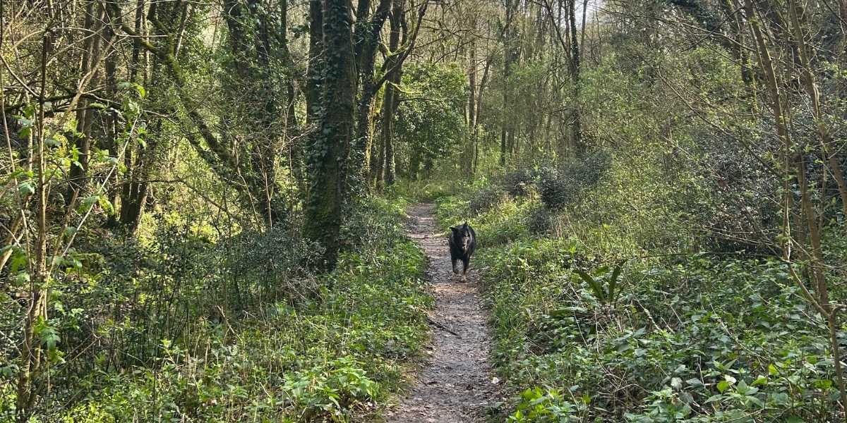 Dentro la selvaggia Val Borago luogo incontaminato a due passi dalla città