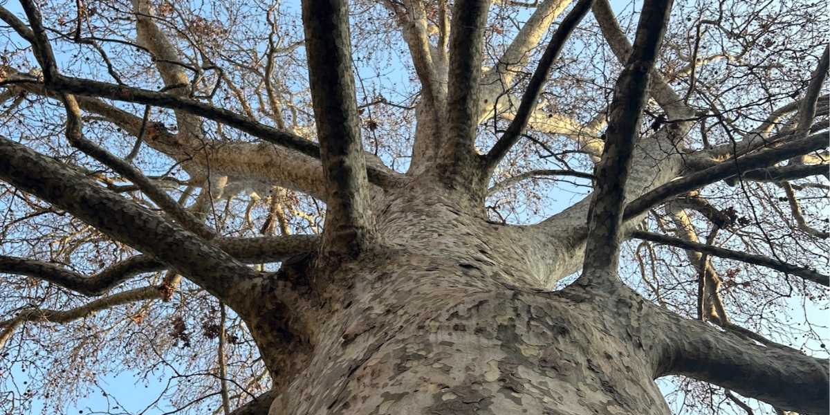 Tra i grandi alberi del centro la natura dentro la città