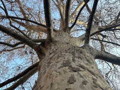 Tra i grandi alberi del centro la natura dentro la città