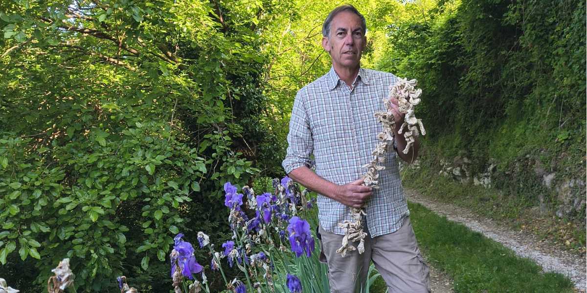 L'oro della Val Tramigna ha il profumo dell'iris