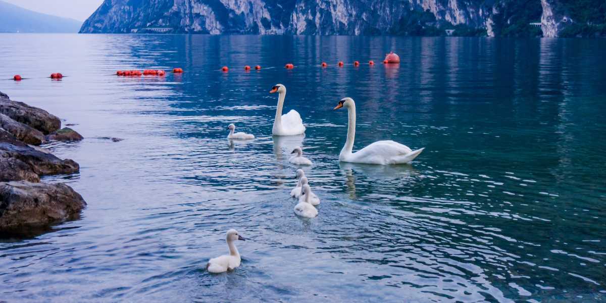 Curare il creato per curare noi
